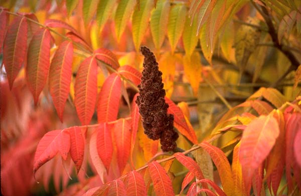 Rhus_typhina_Dissecta_(fall)