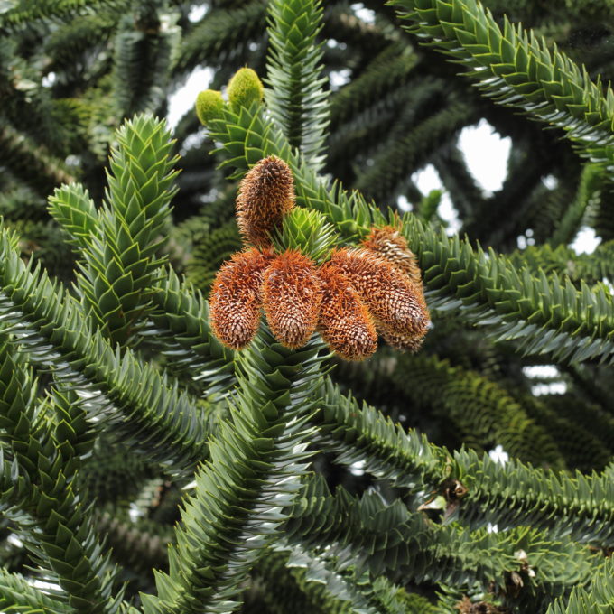 Araucaria araucana