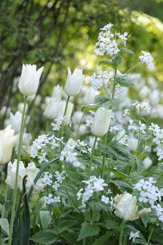 vit blomning