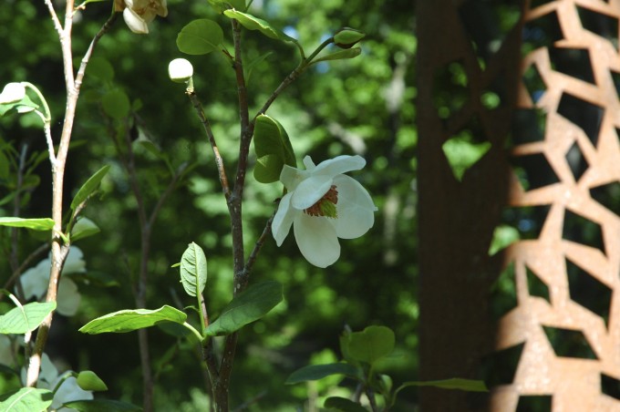 Magnolia sieboldii närbild